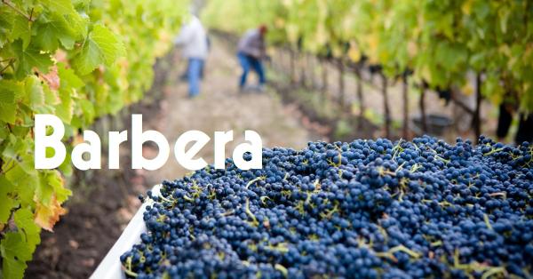 Barbera